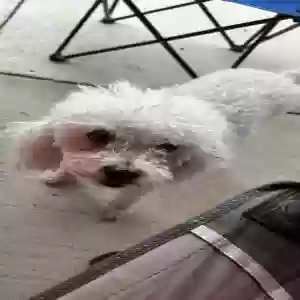 lost female dog bailey