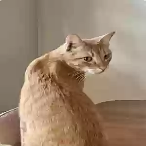 lost male cat chicken