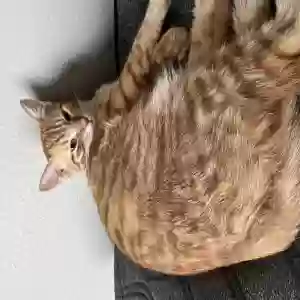 lost male cat nico