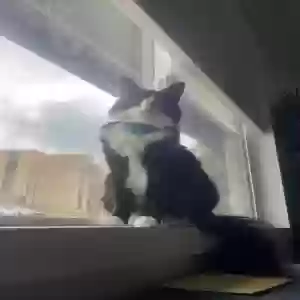 lost female cat tito or hydrox