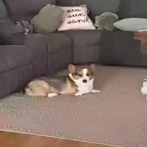 lost male dog puppy baby