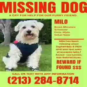lost male dog milo