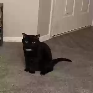 lost female cat alice