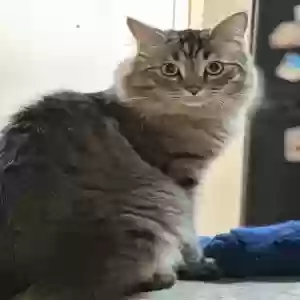 lost male cat simba