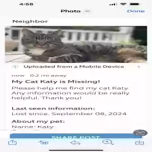 lost female cat katy