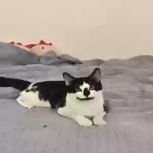 lost male cat domino