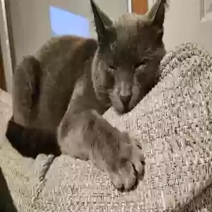 lost male cat sly