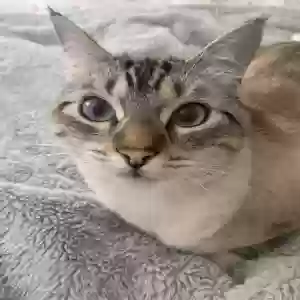 lost male cat mouse