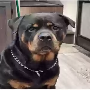 lost male dog kuda