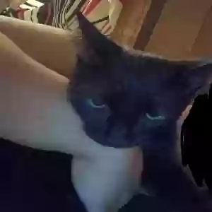 lost male cat bes pepsi
