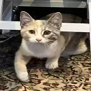 found female cat unknown