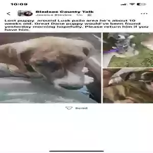 lost male dog angelo