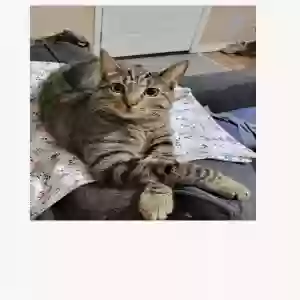 lost male cat river