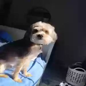 lost male dog loyalty