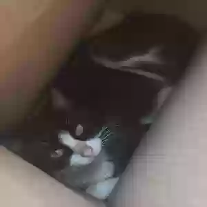 lost female cat luckycharm