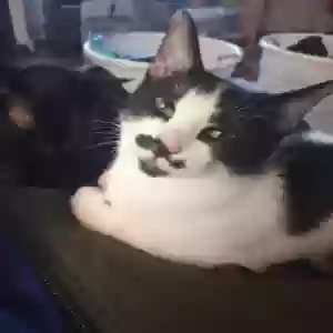 lost female cat moostashe