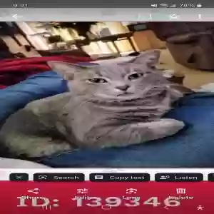 lost female cat molly