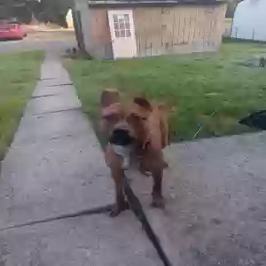 found male dog unknown