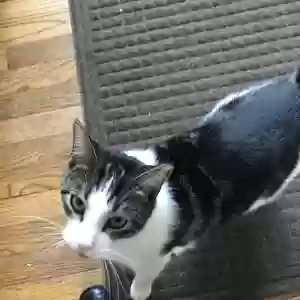lost male cat ricky