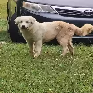 found unknown dog unknown