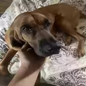 lost male dog beau