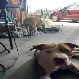 lost male dog max