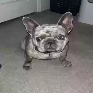 lost male dog frankie