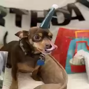lost male dog danny boi