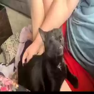 lost male cat domino