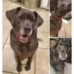 lost male dog diesel