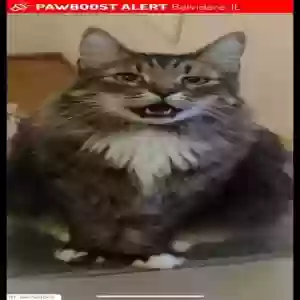 lost male cat chewbacca