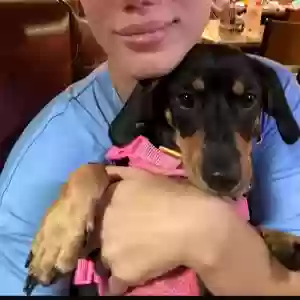 lost female dog toma