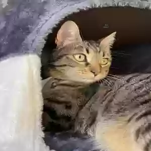 lost female cat mochi