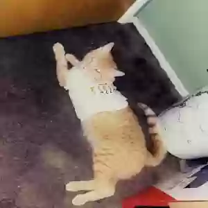 lost male cat barry