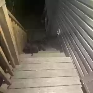 found unknown dog unknown