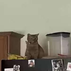 lost male cat bert
