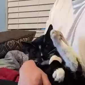lost male cat badger