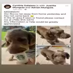 lost male dog rocco