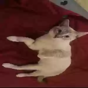 lost male cat mimi