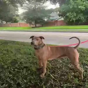lost male dog zeus