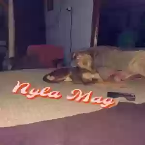 lost female dog nyla