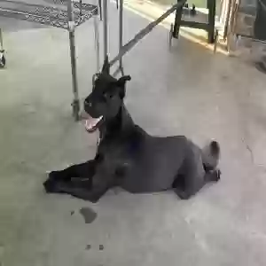 found male dog unknown