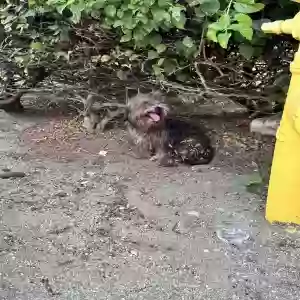 found unknown dog unknown