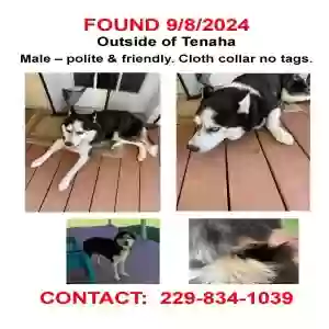 found male dog unknown