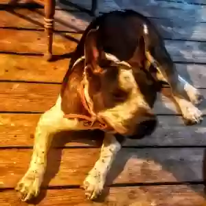 found male dog unknown