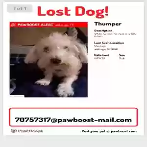 lost male dog thumper