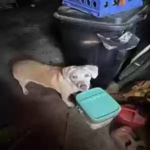 found unknown dog unknown