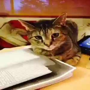 lost female cat wabu