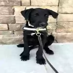 lost male dog pup