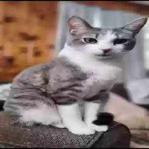 lost male cat unknown